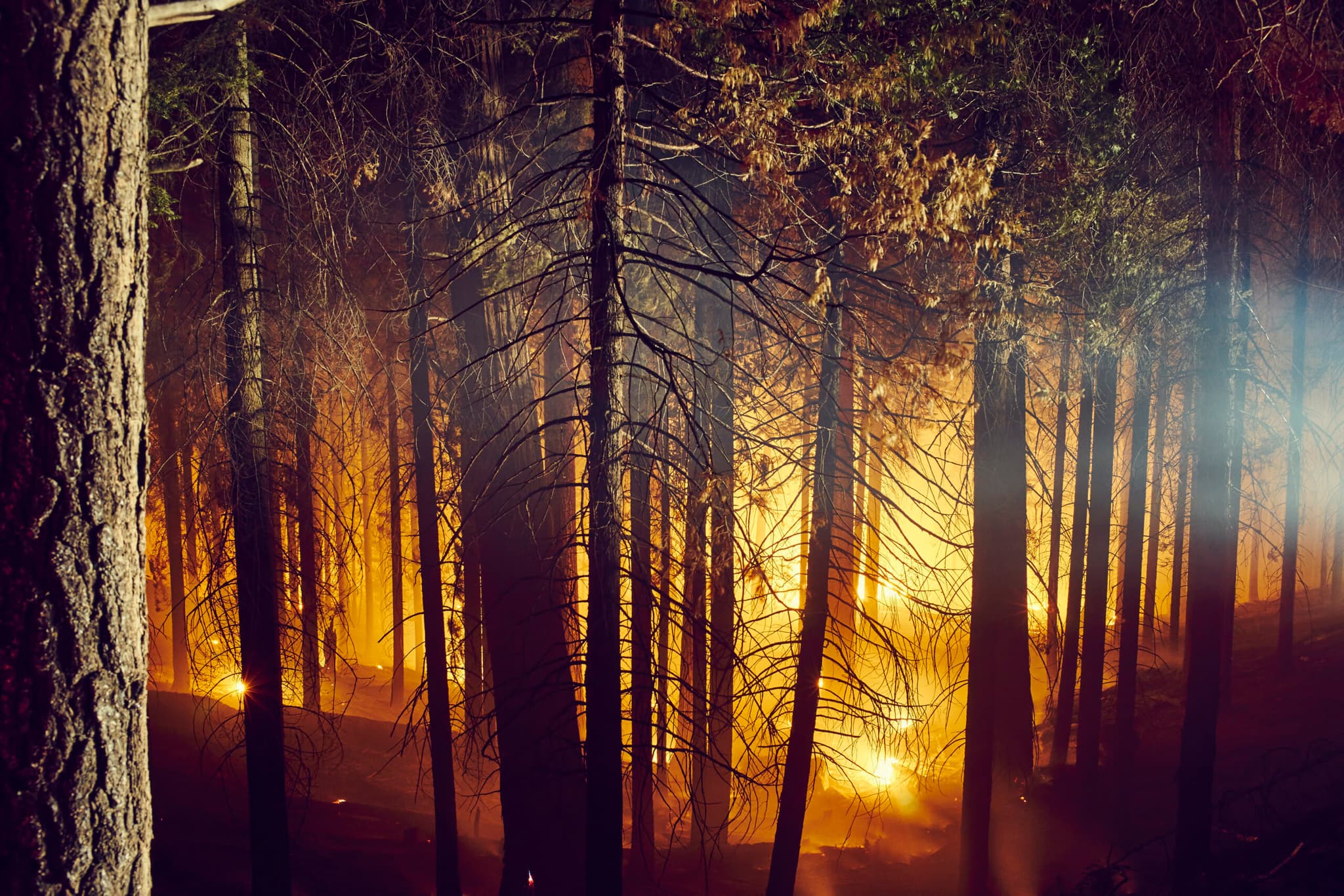 ¿Por qué cada año hay más incendios forestales?
